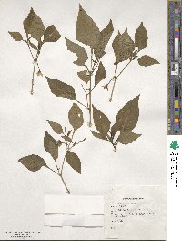 Capsicum annuum image