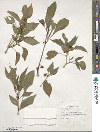 Capsicum annuum image