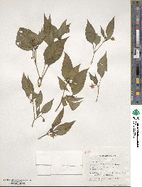 Capsicum annuum image
