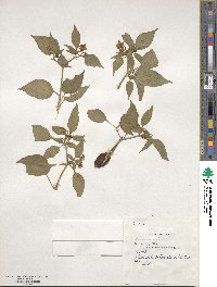 Capsicum annuum image