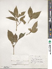 Capsicum annuum image