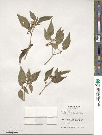 Capsicum annuum image