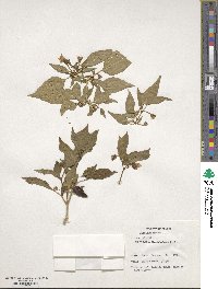 Capsicum annuum image