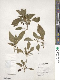 Capsicum annuum image