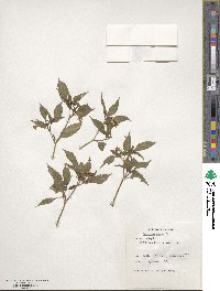 Capsicum annuum image