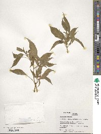 Capsicum annuum image