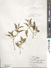Capsicum annuum image