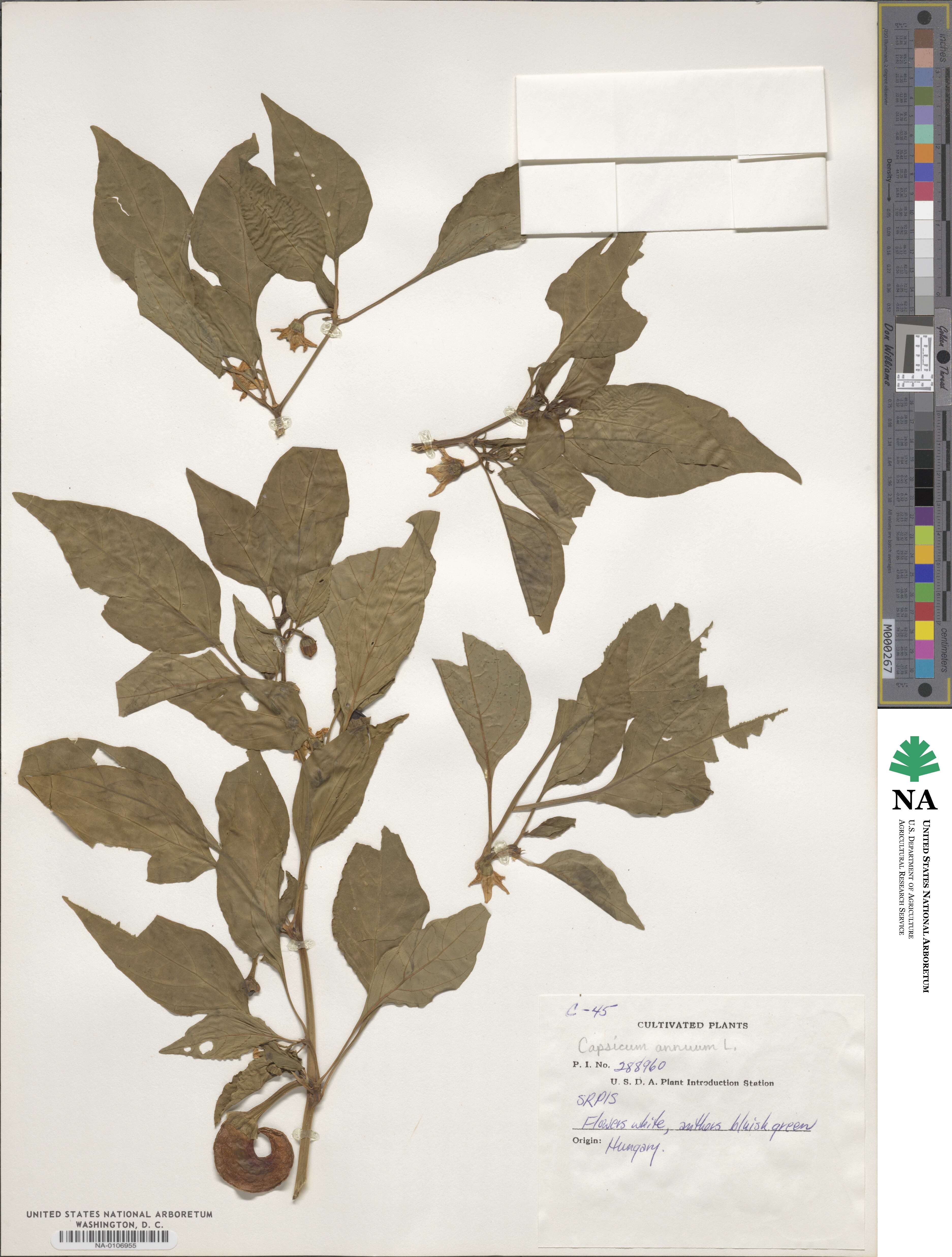 Capsicum annuum image