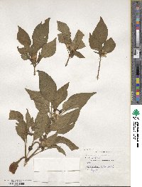 Capsicum annuum image