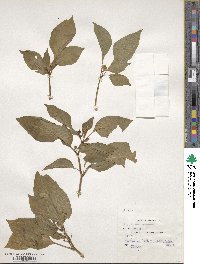 Capsicum annuum image