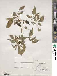 Capsicum annuum image