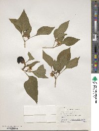 Capsicum annuum image