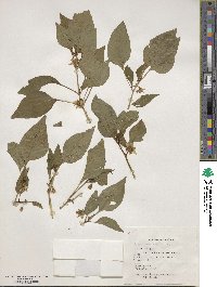 Capsicum annuum image