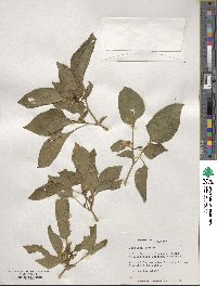 Capsicum annuum image