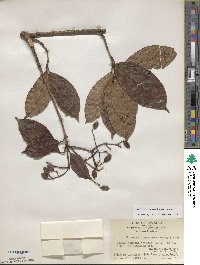 Viburnum punctatum image