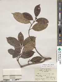 Viburnum punctatum var. lepidotulum image