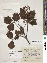 Viburnum orientale image