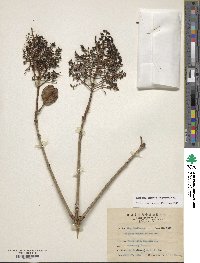 Viburnum odoratissimum image