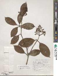 Viburnum odoratissimum image