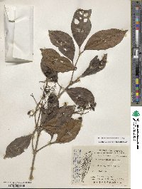 Viburnum odoratissimum image