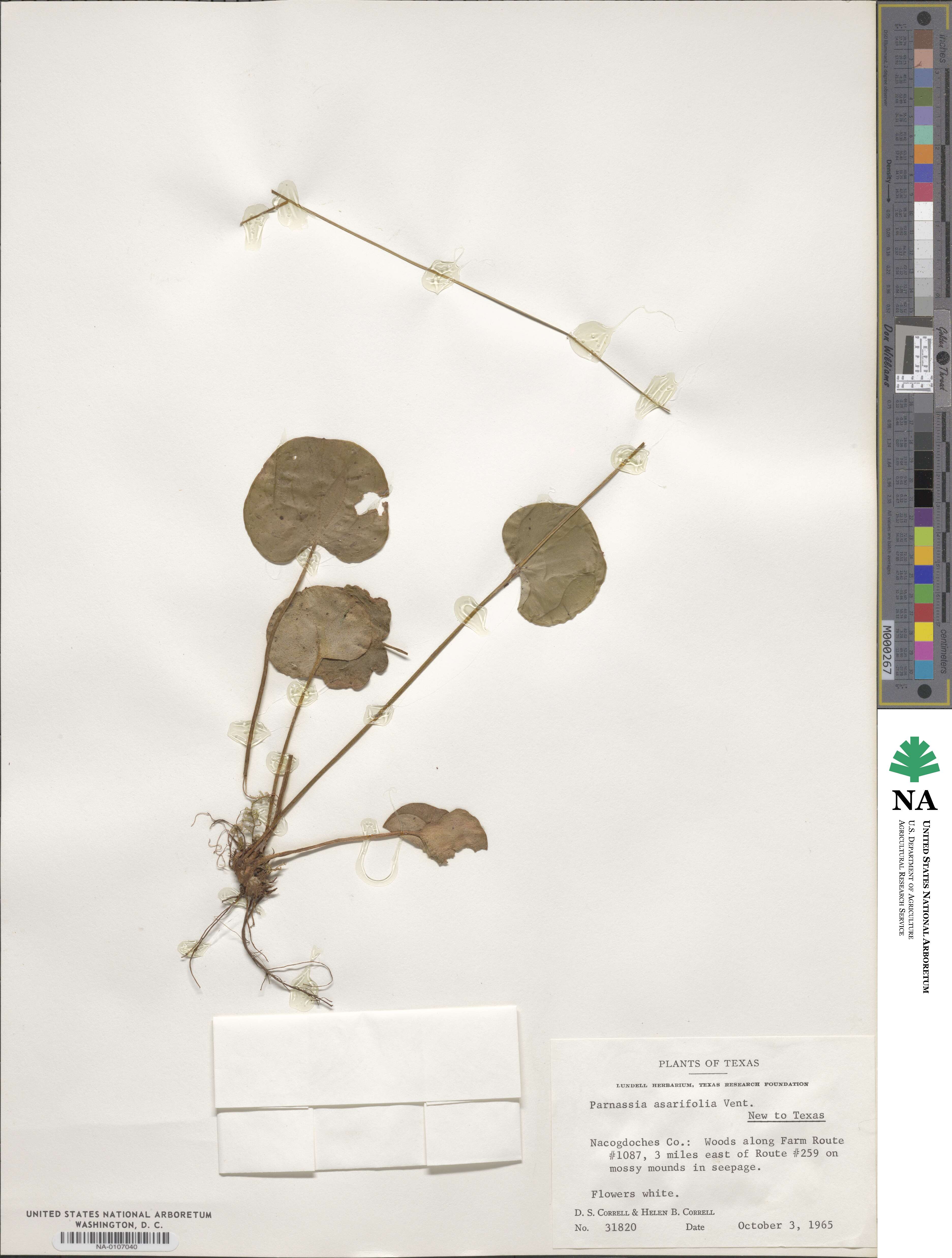 Parnassia asarifolia image