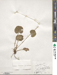 Parnassia asarifolia image