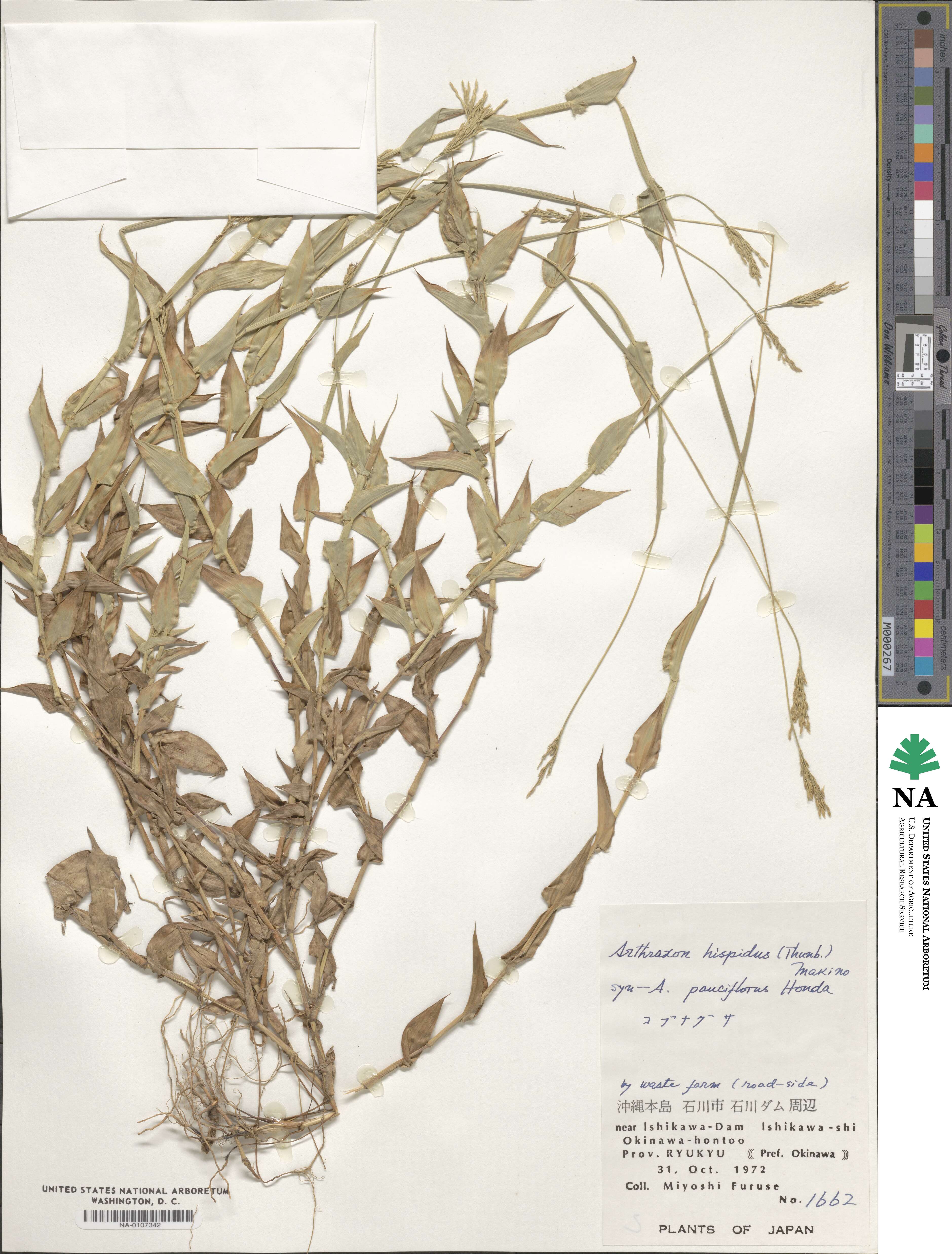 Arthraxon hispidus image