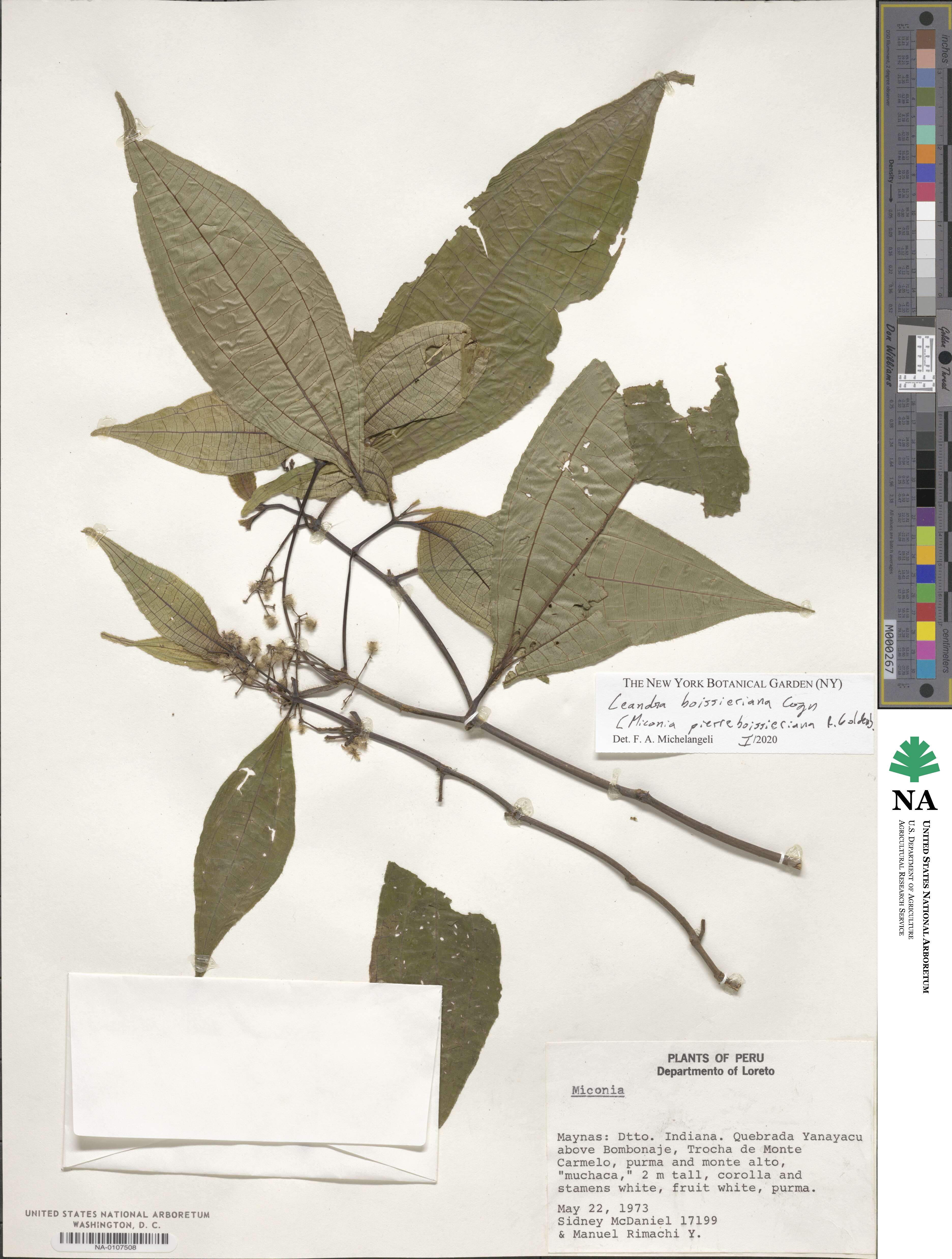 Miconia pierreboissieriana image