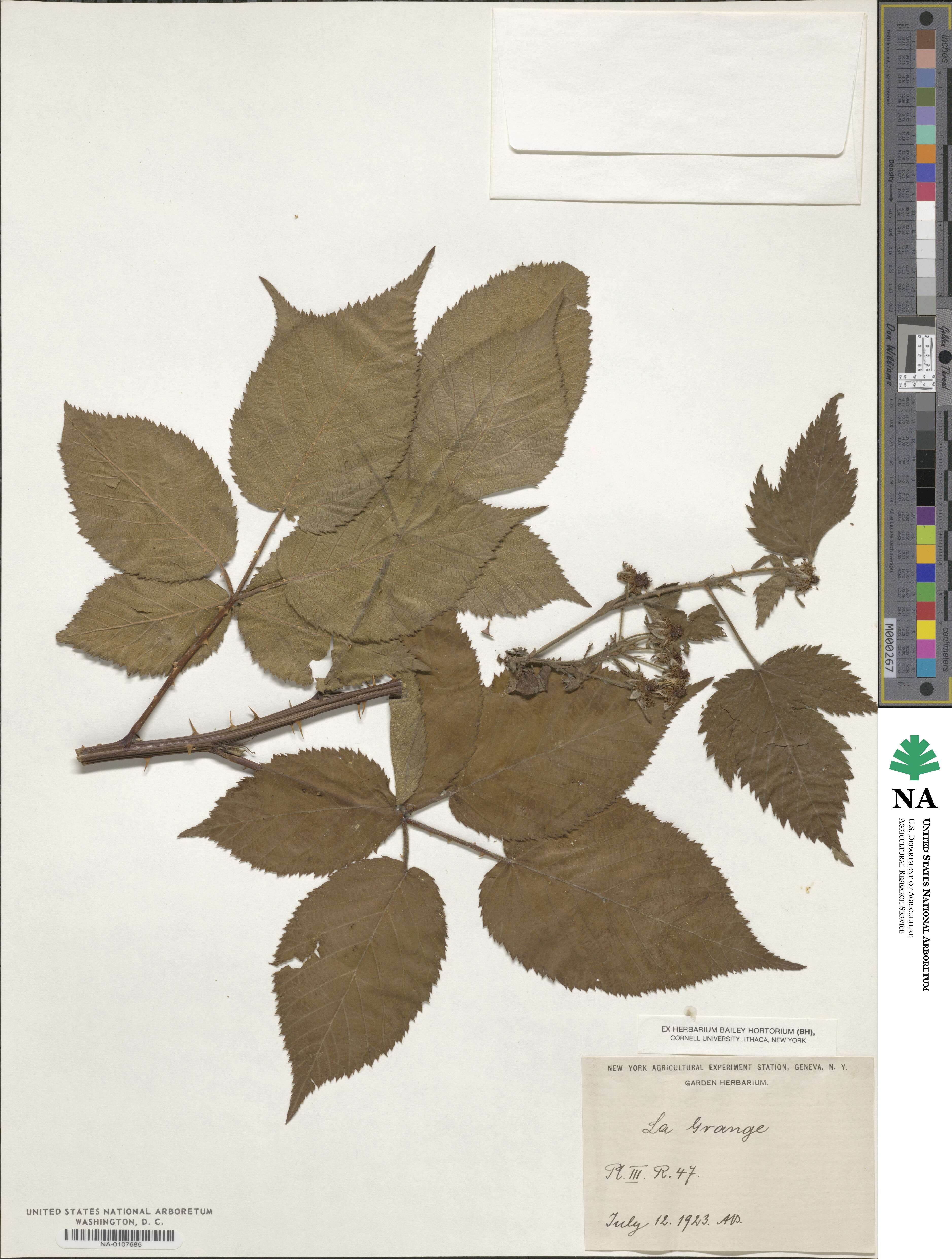 Rubus 'La Grange' image