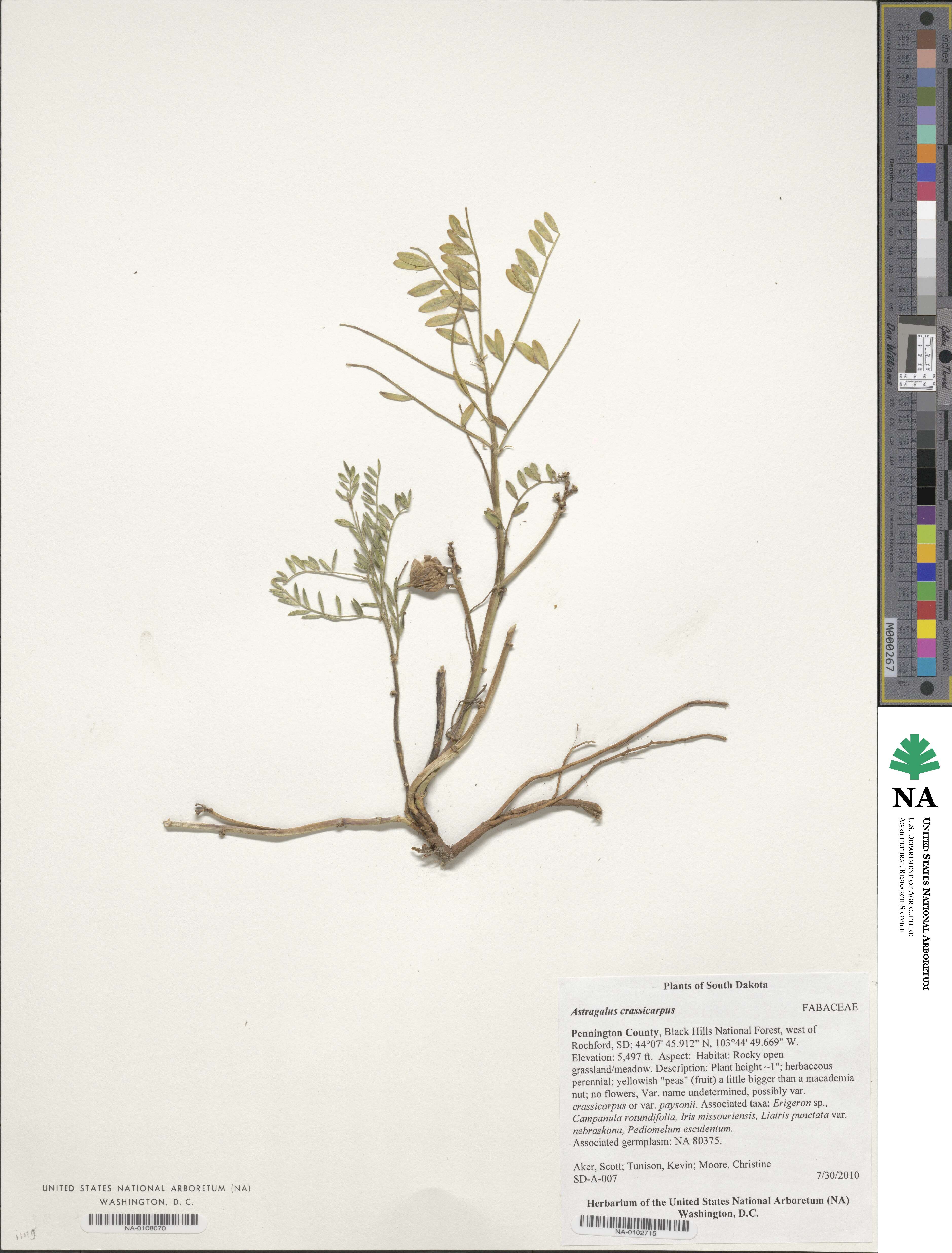Astragalus crassicarpus image