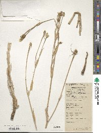 Tragopogon pratensis image