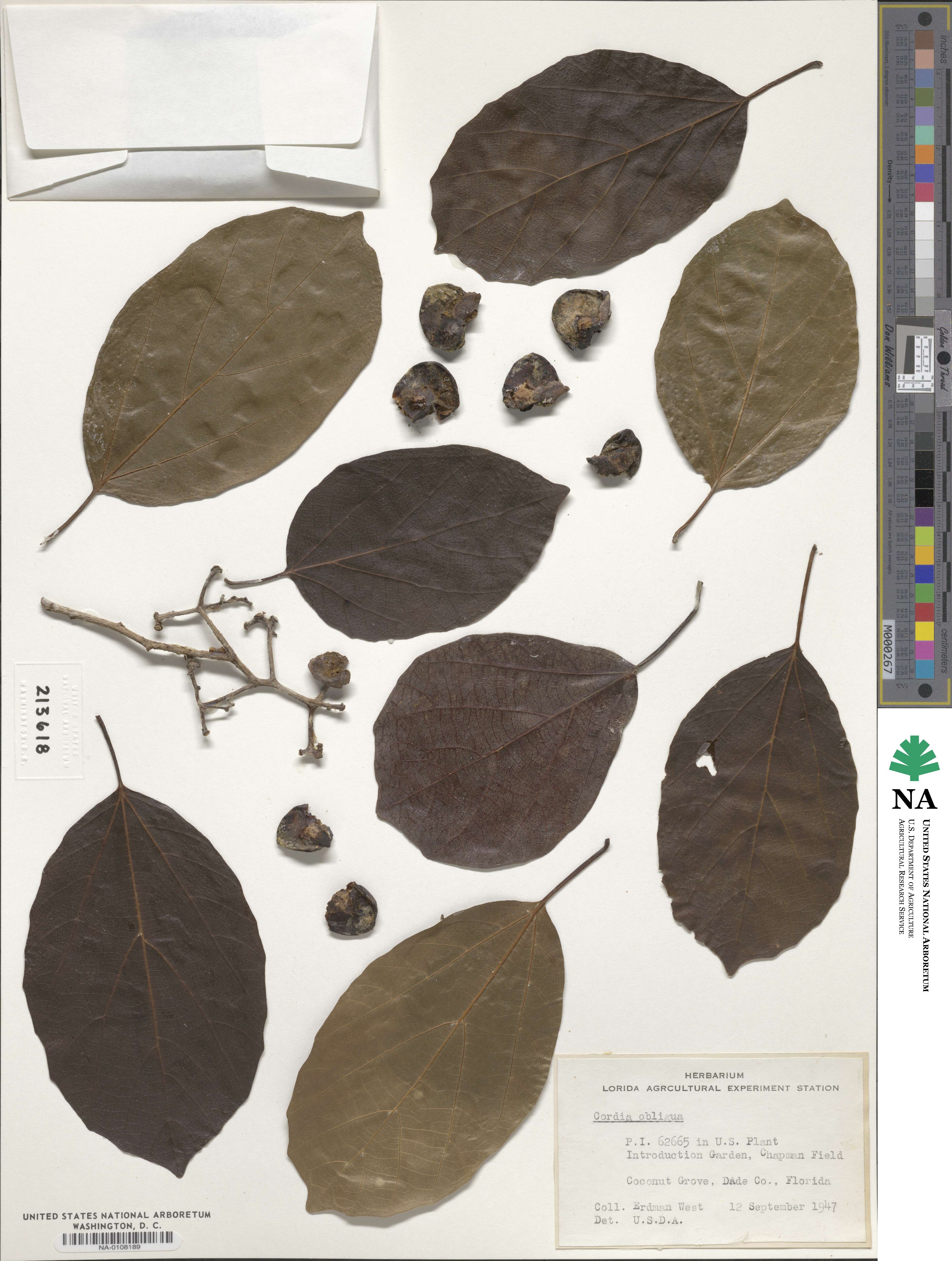 Cordia obliqua image