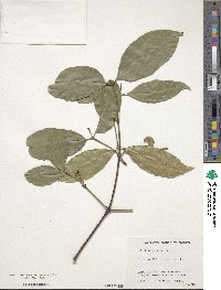 Image of Gnetum gnemon