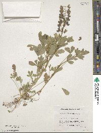 Lupinus subcarnosus image