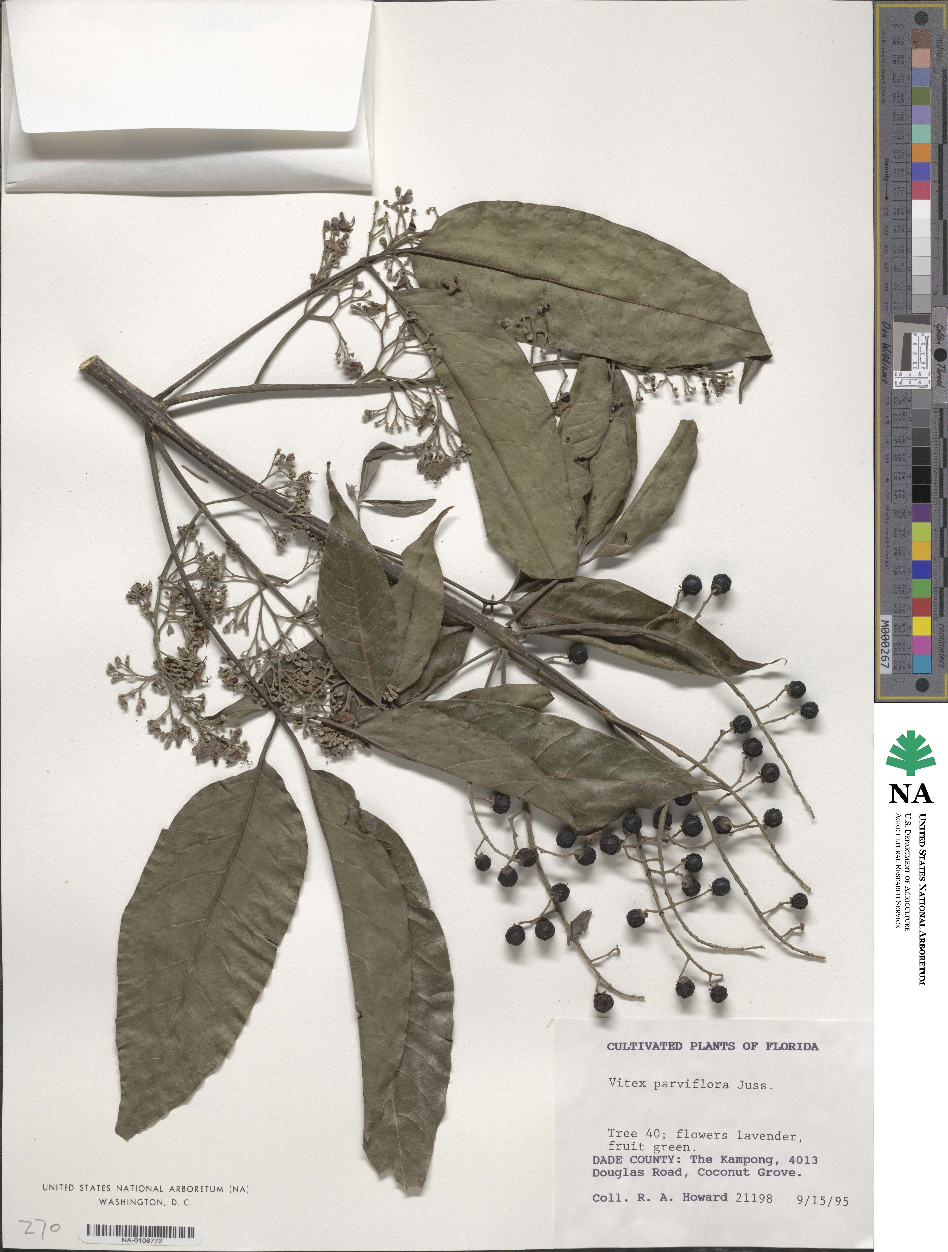 Vitex parviflora image