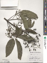 Vitex parviflora image