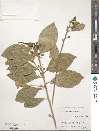 Image of Brunfelsia americana