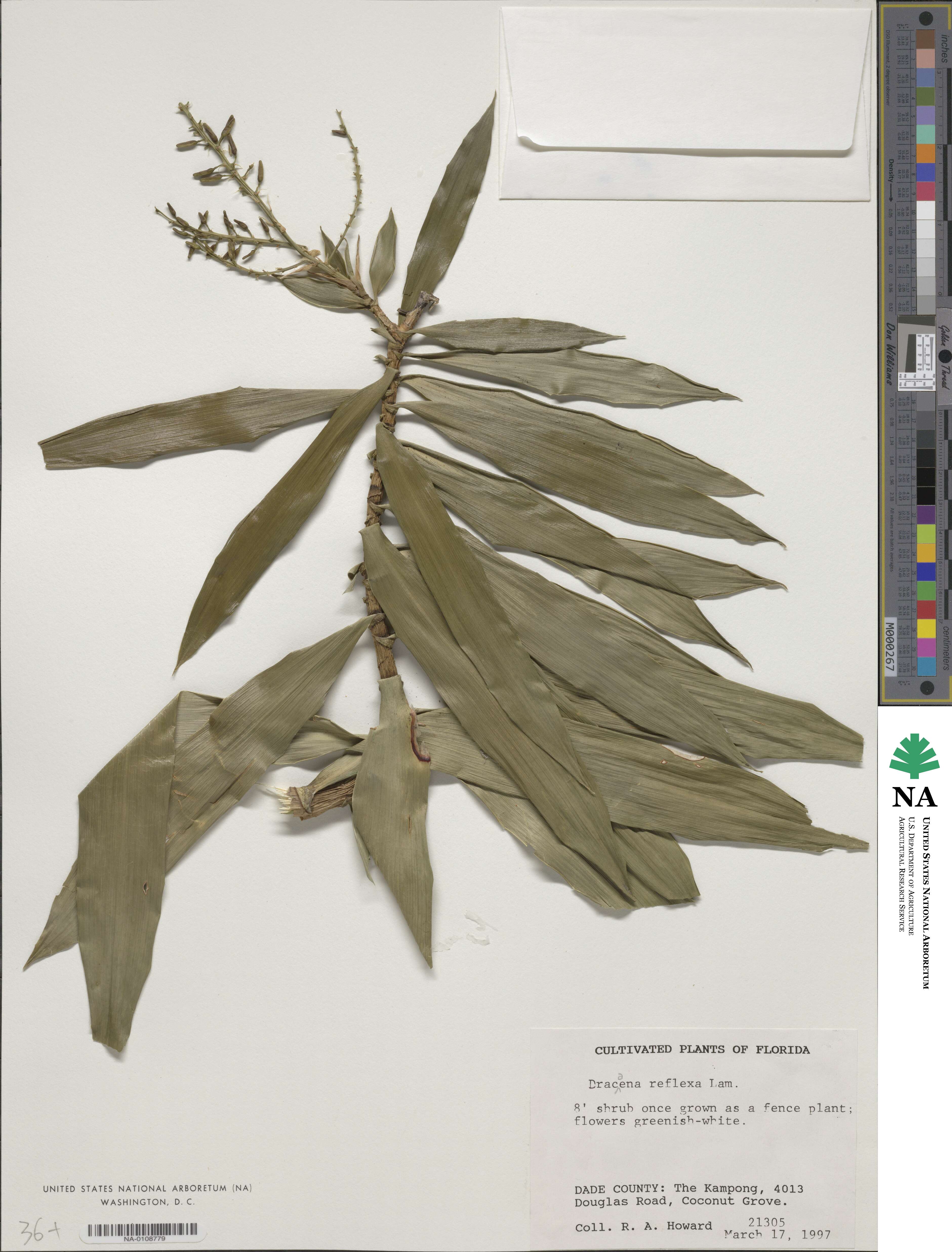 Dracaena reflexa image