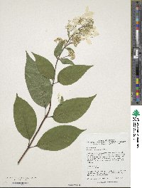 Hydrangea paniculata image