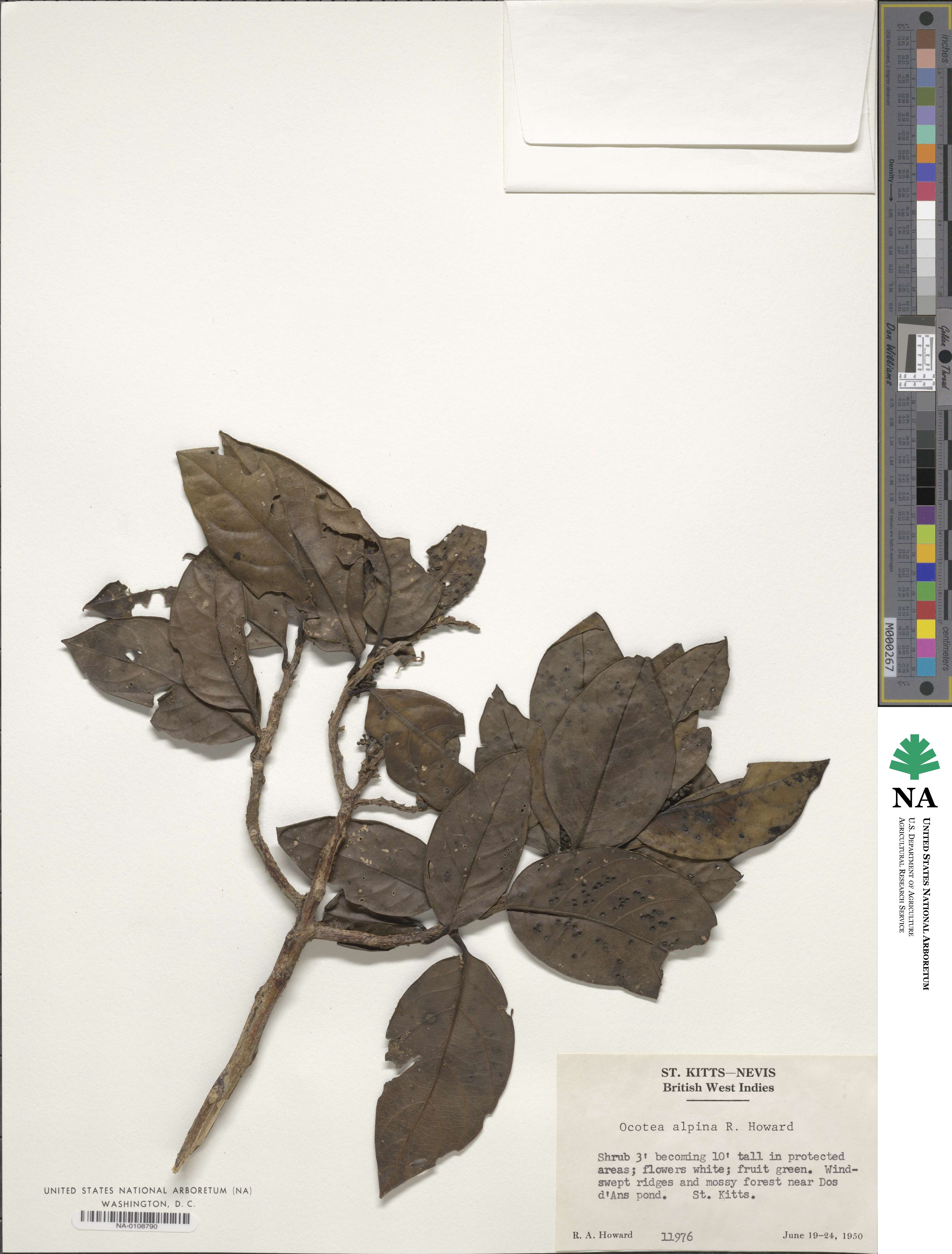 Ocotea image
