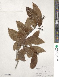 Nectandra coriacea image