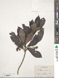 Rondeletia parviflora image