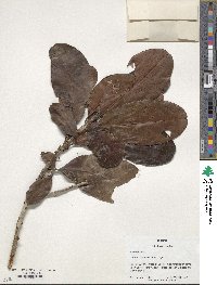 Pouteria multiflora image