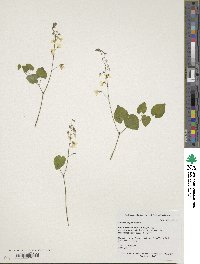 Epimedium platypetalum image