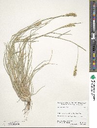 Cenchrus spinifex image