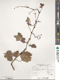 Vitis vinifera image