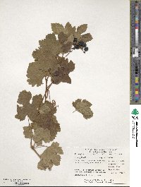 Vitis vinifera image