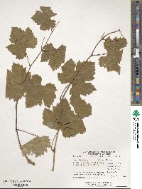 Vitis vinifera image