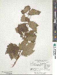 Vitis vinifera image