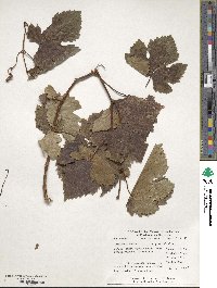 Vitis vinifera image